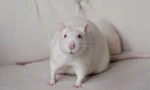 Bijeli štakor albino: sve o neverovatnom kućnom glodaru